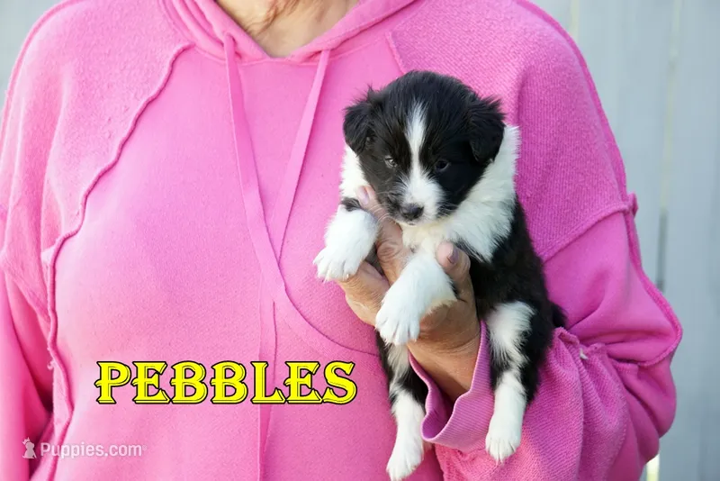 Pebbles- Bi Black Female – Shetland Sheepdog puppy for sale in Frazeysburg, OH