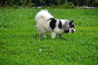 Meeka - Toy Pomsky, a female Pomsky for sale in Frazeysburg, OH – 6 of 8