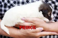 Prince - CHW Sable Boy, a male Shetland Sheepdog for sale in Frazeysburg, OH – 2 of 9