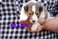 Peanut - Sable/White Female, a male Shetland Sheepdog for sale in Frazeysburg, OH – 6 of 10