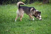 Presley - Mini Female, a female Pomsky for sale in Frazeysburg, OH – 5 of 8