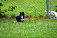 Minnie - Toy Sheltie/Pomsky mix, a female Shetland Sheepdog and Pomsky for sale in Frazeysburg, OH – 8 of 8