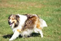 Prince - CHW Sable Boy, a male Shetland Sheepdog for sale in Frazeysburg, OH – 7 of 9