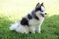 Meeka - Toy Pomsky, a female Pomsky for sale in Frazeysburg, OH – 2 of 8