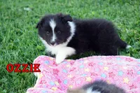 Ozzie - Bi Black Boy, a male Shetland Sheepdog for sale in Frazeysburg, OH – 5 of 9