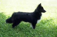 Minnie - Toy Sheltie/Pomsky mix, a female Shetland Sheepdog and Pomsky for sale in Frazeysburg, OH – 5 of 8