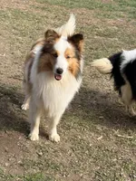 Nemo - AKC Adult w/blue eyes, a male Shetland Sheepdog for sale in Frazeysburg, OH – 6 of 7