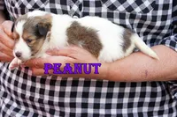 Peanut - Sable/White Female, a male Shetland Sheepdog for sale in Frazeysburg, OH – 3 of 10