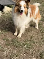 Nemo - AKC Adult w/blue eyes, a male Shetland Sheepdog for sale in Frazeysburg, OH – 2 of 7