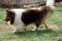 Ozzie - Bi Black Boy, a male Shetland Sheepdog for sale in Frazeysburg, OH – 9 of 9
