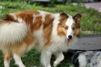 Nemo - AKC Adult w/blue eyes, a male Shetland Sheepdog for sale in Frazeysburg, OH – 4 of 7