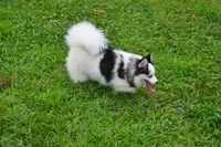 Meeka - Toy Pomsky, a female Pomsky for sale in Frazeysburg, OH – 8 of 8