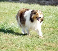 Peanut - Sable/White Female, a male Shetland Sheepdog for sale in Frazeysburg, OH – 7 of 10