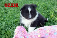 Ozzie - Bi Black Boy, a male Shetland Sheepdog for sale in Frazeysburg, OH – 6 of 9