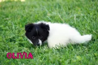 Olivia- CHW Bi Black Girl, a female Shetland Sheepdog for sale in Frazeysburg, OH – 7 of 9