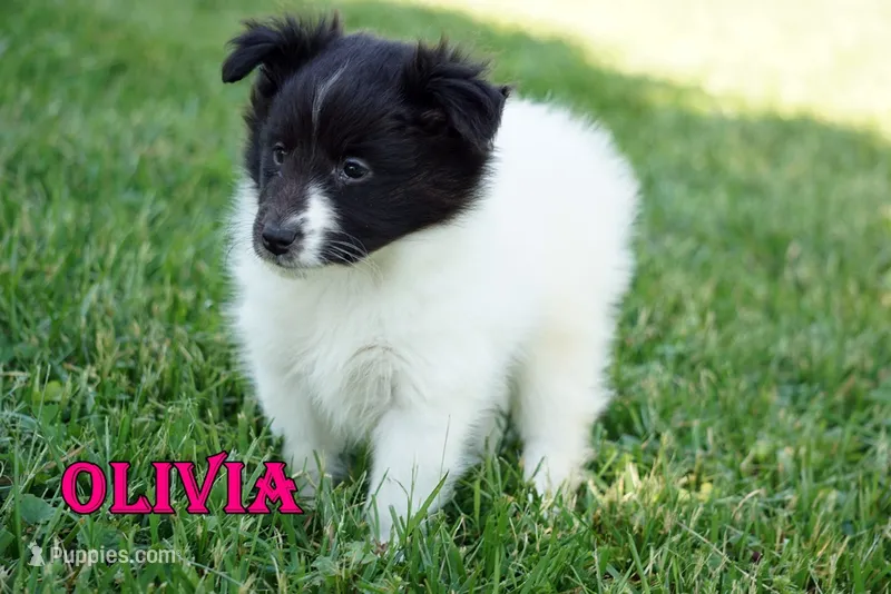 Olivia- CHW Bi Black Girl – Shetland Sheepdog puppy for sale in Frazeysburg, OH