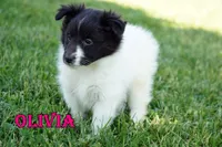 Olivia- CHW Bi Black Girl, a female Shetland Sheepdog for sale in Frazeysburg, OH – 1 of 9