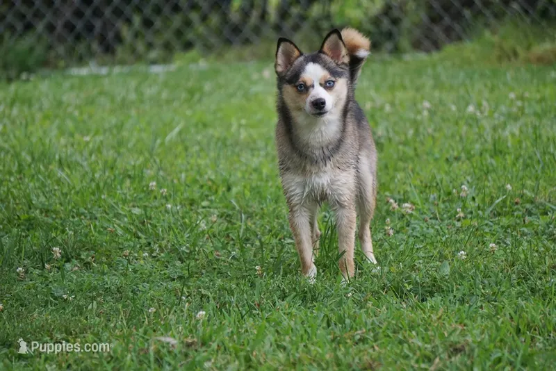 Presley - Mini Female – Pomsky puppy for sale in Frazeysburg, OH
