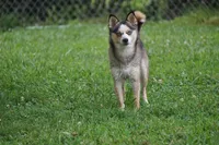Presley - Mini Female, a female Pomsky for sale in Frazeysburg, OH – 1 of 8