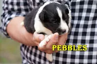 Pebbles- Bi Black Female, a male Shetland Sheepdog for sale in Frazeysburg, OH – 2 of 8