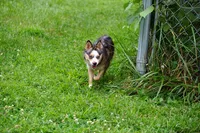 Presley - Mini Female, a female Pomsky for sale in Frazeysburg, OH – 8 of 8