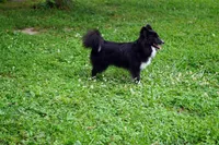 Minnie - Toy Sheltie/Pomsky mix, a female Shetland Sheepdog and Pomsky for sale in Frazeysburg, OH – 6 of 8