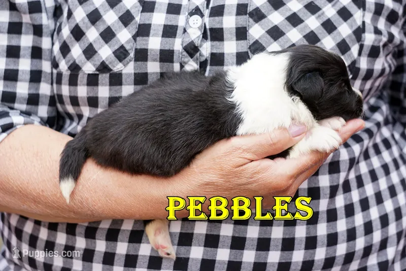 Pebbles- Bi Black Female – Shetland Sheepdog puppy for sale in Frazeysburg, OH