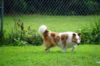Nemo - AKC Adult w/blue eyes, a male Shetland Sheepdog for sale in Frazeysburg, OH – 5 of 7