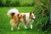 Nemo - AKC Adult w/blue eyes, a male Shetland Sheepdog for sale in Frazeysburg, OH – 3 of 7