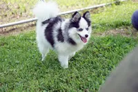 Meeka - Toy Pomsky, a female Pomsky for sale in Frazeysburg, OH – 5 of 8