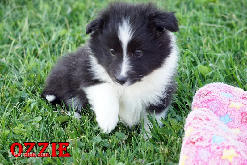 Ozzie - Bi Black Boy – Shetland Sheepdog puppy for sale in Frazeysburg, OH