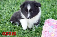 Ozzie - Bi Black Boy, a male Shetland Sheepdog for sale in Frazeysburg, OH – 1 of 9
