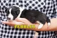 Pebbles- Bi Black Female, a male Shetland Sheepdog for sale in Frazeysburg, OH – 4 of 8