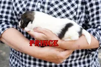 Prince - CHW Sable Boy, a male Shetland Sheepdog for sale in Frazeysburg, OH – 3 of 9