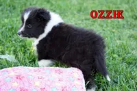 Ozzie - Bi Black Boy, a male Shetland Sheepdog for sale in Frazeysburg, OH – 3 of 9