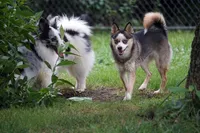 Presley - Mini Female, a female Pomsky for sale in Frazeysburg, OH – 4 of 8
