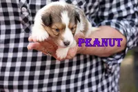 Peanut - Sable/White Female, a male Shetland Sheepdog for sale in Frazeysburg, OH – 5 of 10