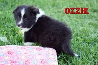 Ozzie - Bi Black Boy, a male Shetland Sheepdog for sale in Frazeysburg, OH – 4 of 9