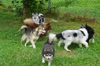 Presley - Mini Female, a female Pomsky for sale in Frazeysburg, OH – 2 of 8