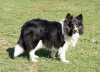 Ozzie - Bi Black Boy, a male Shetland Sheepdog for sale in Frazeysburg, OH – 7 of 9
