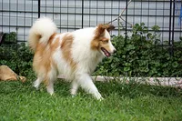 Nemo - AKC Adult w/blue eyes, a male Shetland Sheepdog for sale in Frazeysburg, OH – 7 of 7
