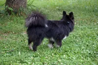 Minnie - Toy Sheltie/Pomsky mix, a female Shetland Sheepdog and Pomsky for sale in Frazeysburg, OH – 3 of 8