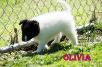 Olivia- CHW Bi Black Girl, a female Shetland Sheepdog for sale in Frazeysburg, OH – 6 of 9