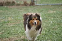 Ozzie - Bi Black Boy, a male Shetland Sheepdog for sale in Frazeysburg, OH – 8 of 9