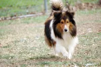 Prince - CHW Sable Boy, a male Shetland Sheepdog for sale in Frazeysburg, OH – 9 of 9