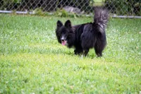 Minnie - Toy Sheltie/Pomsky mix, a female Shetland Sheepdog and Pomsky for sale in Frazeysburg, OH – 4 of 8
