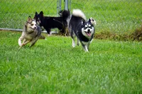Presley - Mini Female, a female Pomsky for sale in Frazeysburg, OH – 7 of 8
