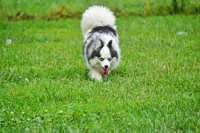 Meeka - Toy Pomsky, a female Pomsky for sale in Frazeysburg, OH – 4 of 8