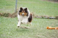 Pebbles- Bi Black Female, a male Shetland Sheepdog for sale in Frazeysburg, OH – 7 of 8