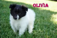 Olivia- CHW Bi Black Girl, a female Shetland Sheepdog for sale in Frazeysburg, OH – 4 of 9